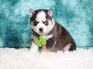 9432aaa-Lesley-pomsky-puppy-The-Puppy-Lodge-scaled.jpg