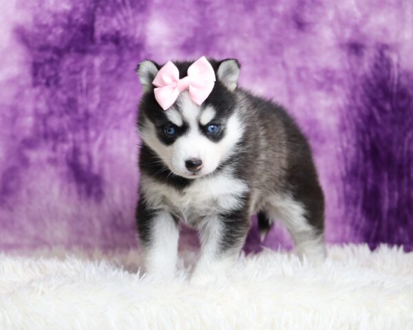 9433aLuna pomsky puppy-The Puppy Lodge.JP