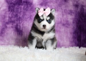 9433aa-Luna-pomsky-puppy-The-Puppy-Lodge-scaled.jpg