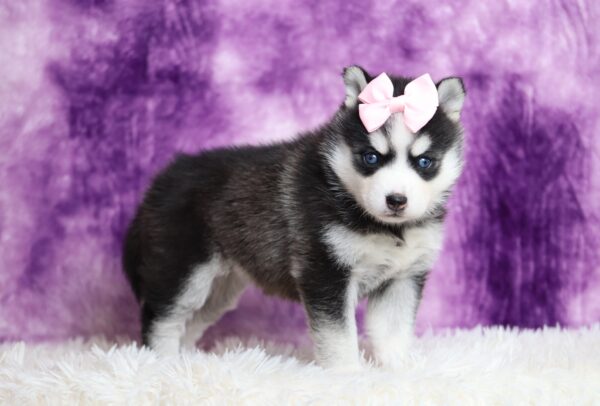 9433aaa-Luna-pomsky-puppy-The-Puppy-Lodge-scaled.jpg