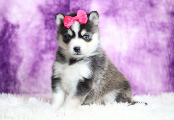 9434a Loraine pomsky puppy-The Puppy Lodge.JPG