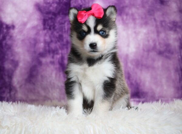 9434aa-Loraine-pomsky-puppy-The-Puppy-Lodge-1-scaled.jpg