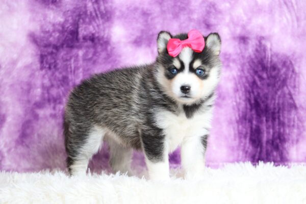 9434aaa-Loraine-pomsky-puppy-The-Puppy-Lodge-scaled.jpg