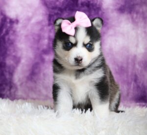 9435aaa-Lilac-pomsky-puppy-The-Puppy-Lodge-scaled.jpg