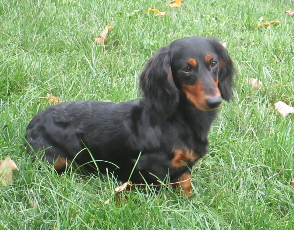 Ace dachshund