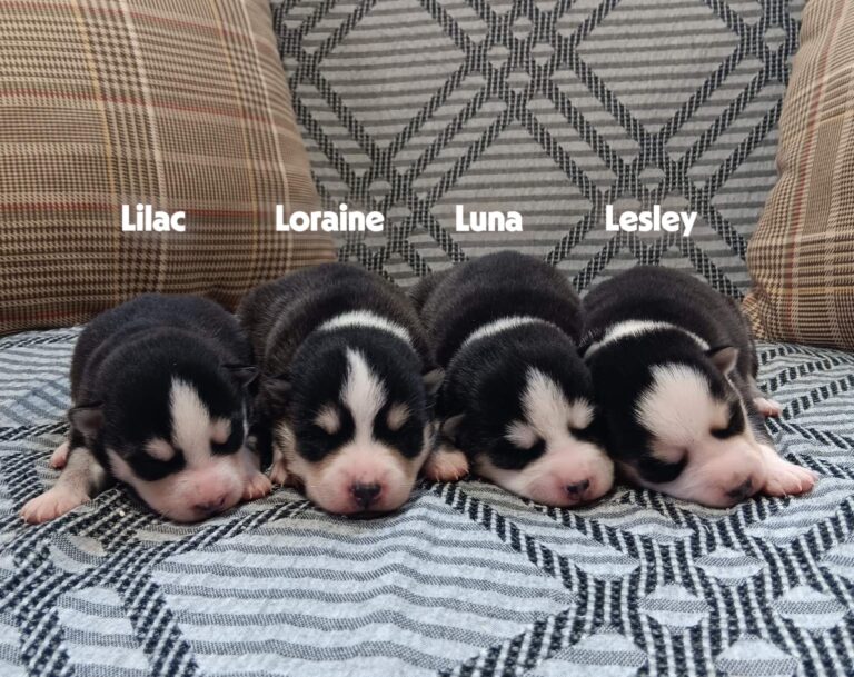 Lobo-litter-