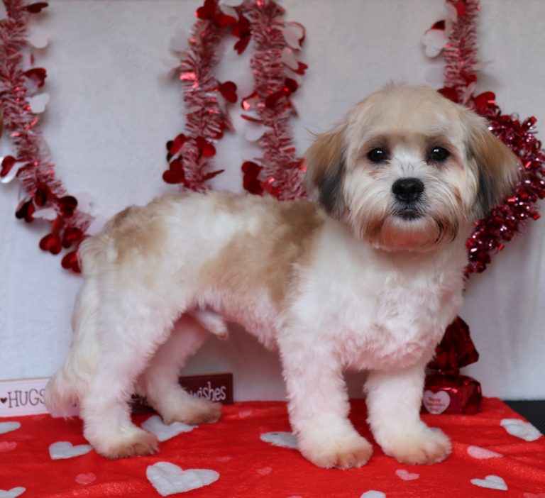 Nolan-1250aaa-teddy-bear-Pawsome-Family-Pets