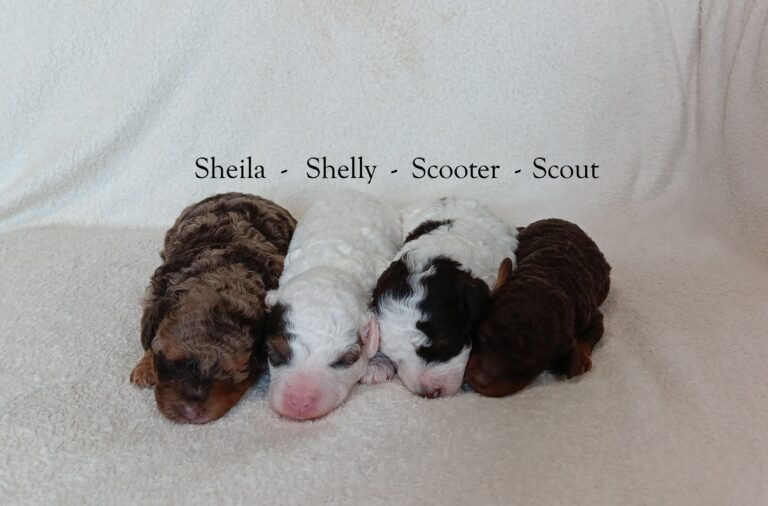 Sunny-litter-Mini Poodle The Puppy Lodge