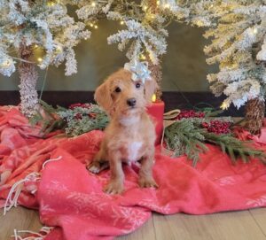 larson-aa-doxiepoo-puppy- The Puppy Lodge