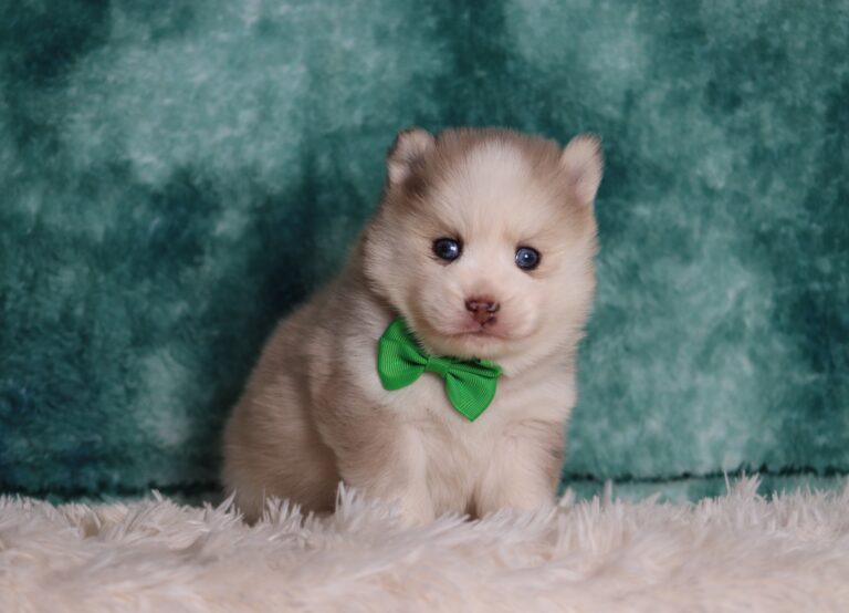 1589a Lando Pomsky puppy- The Puppy Lodge.JPG