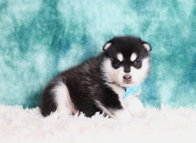 2061aa-Jasper-pomsky-puppy-The-Puppy-Lodge-scaled.jpg