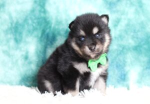 2063aa-Jackson-pomsky-puppy-The-Puppy-Lodge-scaled.jpg