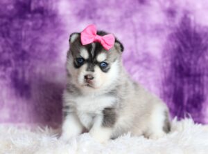 2064aa-Joyce-pomsky-puppy-The-Puppy-Lodge-scaled.jpg