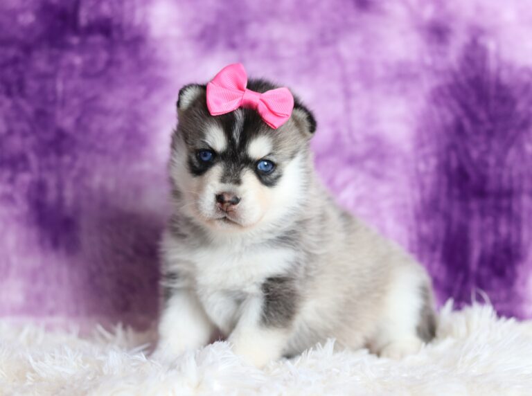2064aa-Joyce-pomsky-puppy-The-Puppy-Lodge-scaled.jpg
