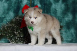 2067aaa-scaled.jpg November 20, 2025Gundo the pomsky puppy-the puppy lodge