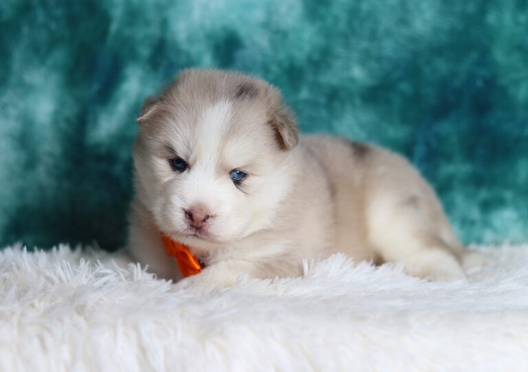 2067aaa-Gundo-pomsky-puppy-The-Puppy-Lodge-scaled.jpg