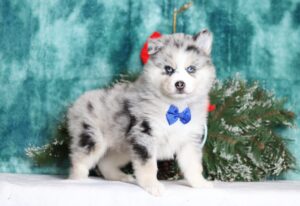 2068a-scaled.jpg November 20, 2025Gillian the pomsky-the puppy lodge