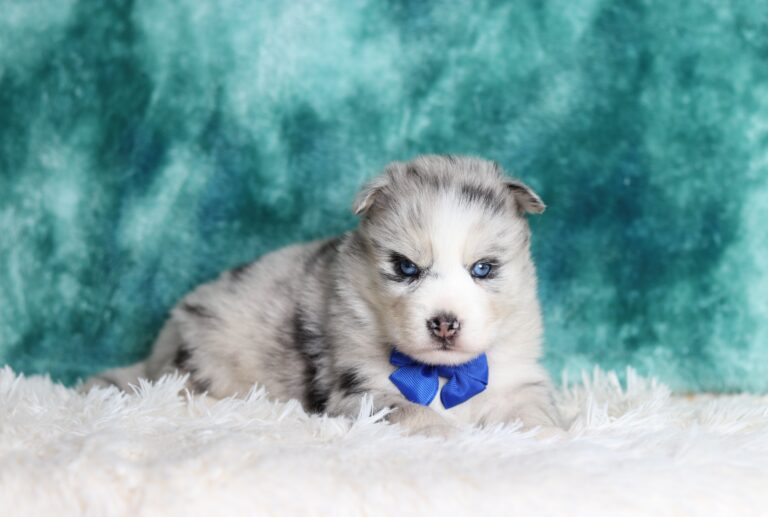 2068aaa Gillian pomsky puppy-The Puppy Lodge.JPG