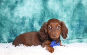 2886aaa-Diego-dachshun-puppy-The-Puppy-Lodge-1-scaled.jpg