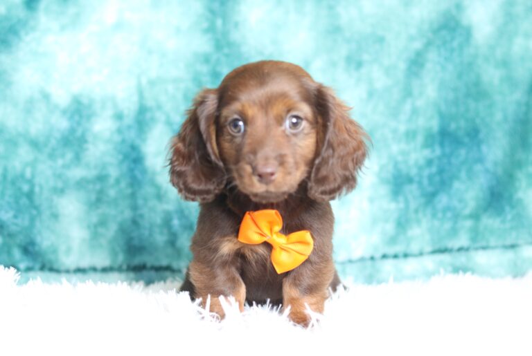 2888a-Don-dachshund-puppy-The-Puppy-Lodge-scaled.jpg