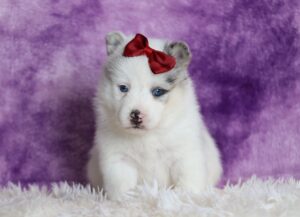 3384aaa-Peggy-pomsky-puppy-The-Puppy-Lodge-scaled.jpg