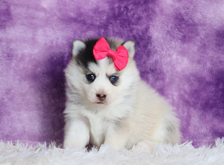 3390aa-Lyra-pomsky-puppy-The-Puppy-Lodge-scaled.jpg