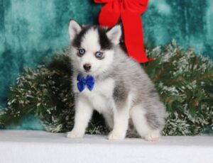 3396aa-Victor the pomsky-the puppy lodge