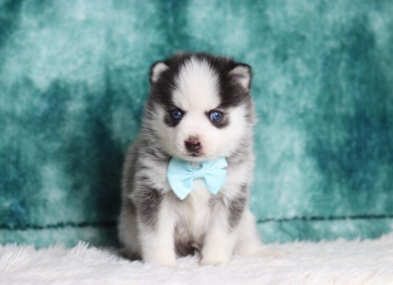 3396a-Victor-pomsky-puppy-The-Puppy-Lodge-scaled.jpg