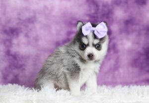 3398aa-Violet-pomsky-puppy-The-Puppy-Lodge-scaled.jpg