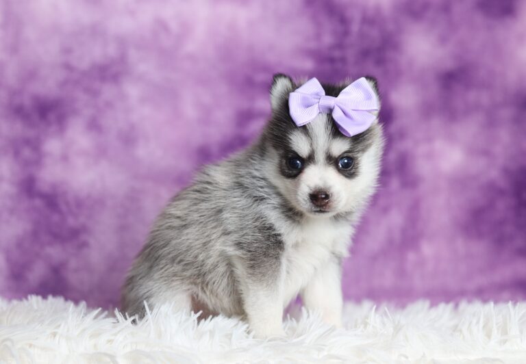 3398aa-Violet-pomsky-puppy-The-Puppy-Lodge-scaled.jpg