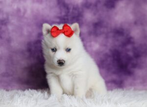3399aaa-Valerie-pomsky-puppy-The-Puppy-Lodge-scaled.jpg
