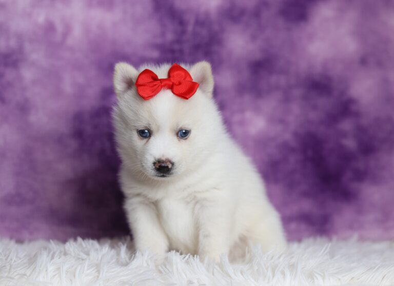 3399aaa-Valerie-pomsky-puppy-The-Puppy-Lodge-scaled.jpg