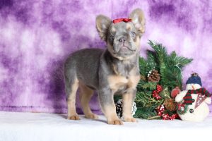 3833aBailey the fluffy frenchie-the puppy lodge