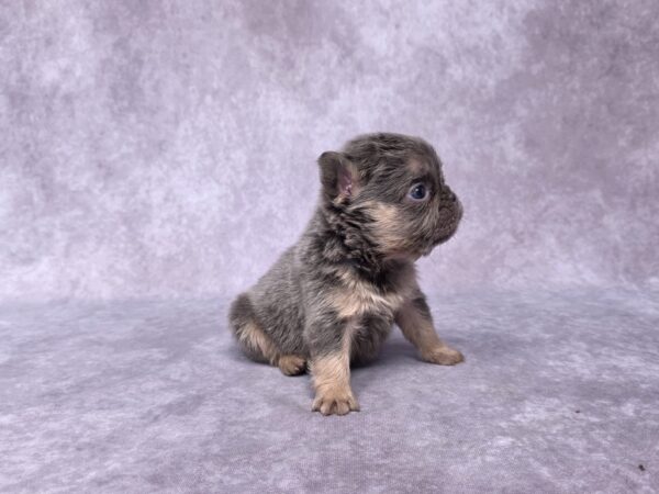 3833a-Bailey-Fluffy-French-Bulldog-Puppy-_The-Puppy-Lodge-scaled.jpg