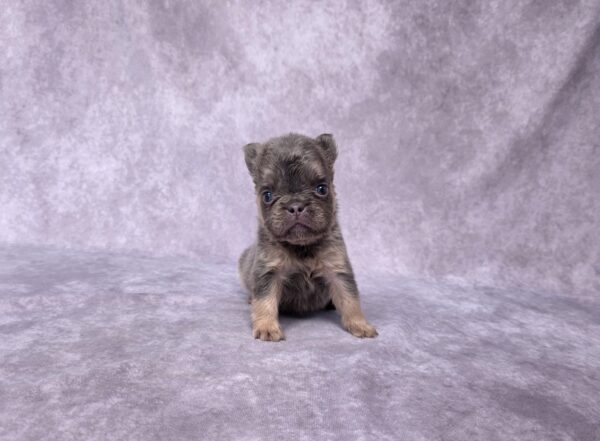 3833aa-Bailey-Fluffy-French-Bulldog-Puppy-_The-Puppy-Lodge-scaled.jpg