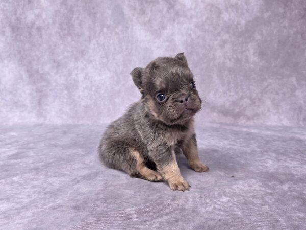 3833aaa-Bailey-Fluffy-French-Bulldog-Puppy-_The-Puppy-Lodge-scaled.jpg