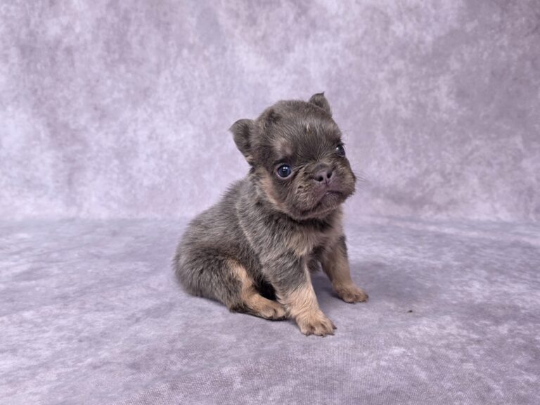 3833aaa-Bailey-Fluffy-French-Bulldog-Puppy-_The-Puppy-Lodge-scaled.jpg