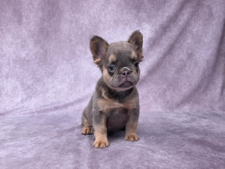 3833aaaBailey-Fluffy-French-Bulldog-Puppy-_The-Puppy-Lodge.jpg