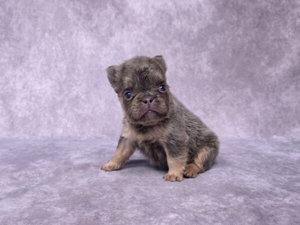 3833aaaa-Bailey-Fluffy-French-Bulldog-Puppy-_The-Puppy-Lodge.jpg