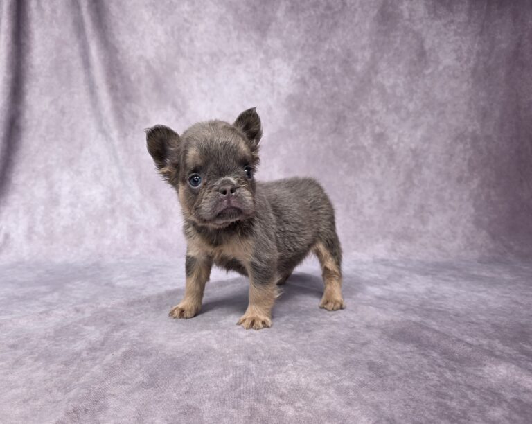 3833bbb-Bailey-Fluffy-French-Bulldog-Puppy-_The-Puppy-Lodge-scaled.jpg