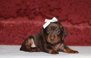 7061a.Pansy dachshund puppy -The Puppy Lodge.JPG