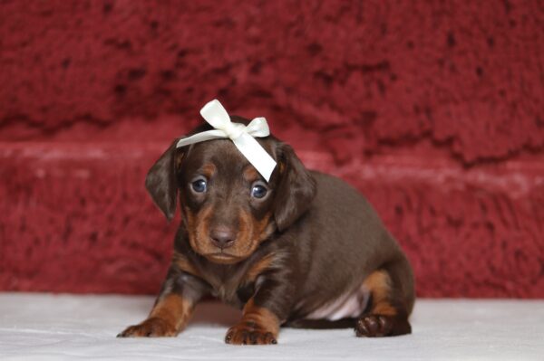 7061aaPansy-dachshund-puppy-The-Puppy-Lodge-scaled.jpg