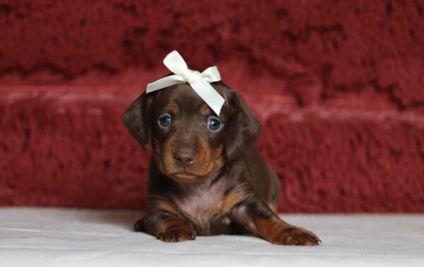 7061aaa-Pansy-dachshund-puppy-The-Puppy-Lodge-scaled.jpg