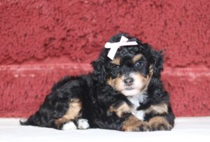 7062a Ginette Mini Poodle puppy-The Puppy Lodge.JPG