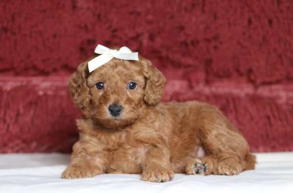 7064a-Chelsea-mini-poodle-puppy-_The-Puppy-Lodge-scaled.jpg