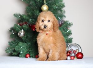 7064aaaChelsea the mini poodle-the puppy lodge