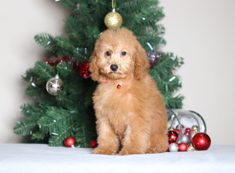 7064aaaChelsea the mini poodle-the puppy lodge