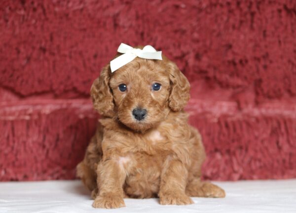 7064aaChelsea-mini-poodle-puppy-_The-Puppy-Lodge-scaled.jpg