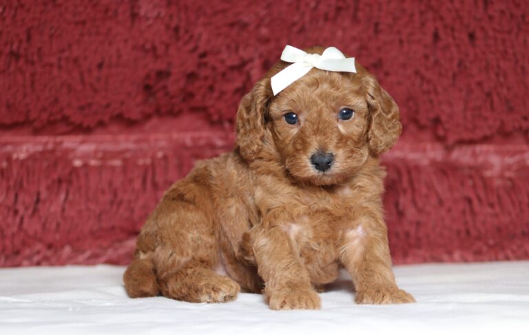 7064aaaChelsea-mini-poodle-puppy-_The-Puppy-Lodge-scaled.jpg