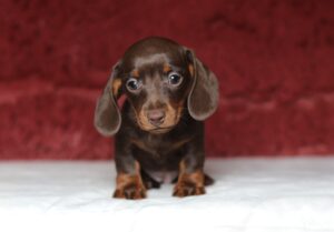 7065-Pearl-Dachshund-puppy-The-Puppy-Lodge-scaled.jpg
